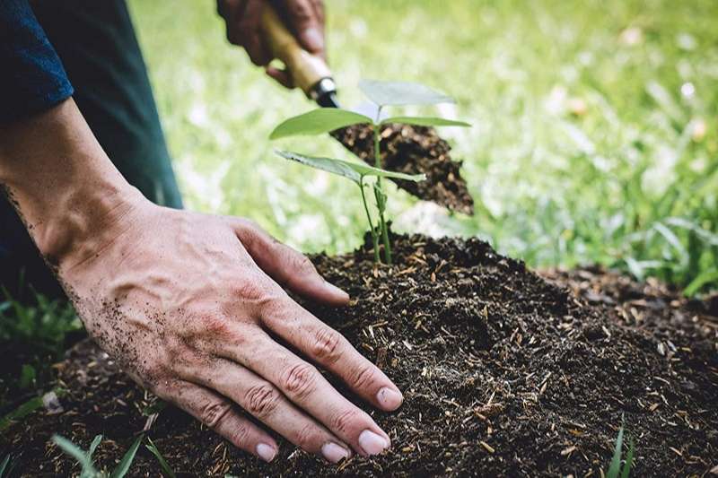 Dùng tay nhấn nhẹ để giữ chặt gốc cây